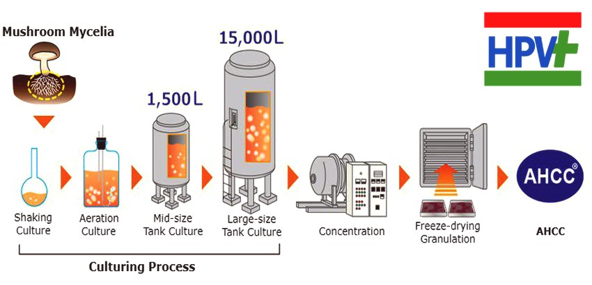 مراحل تولید AHCC از قارچ شیتاکه در قرص ahcc خارجی